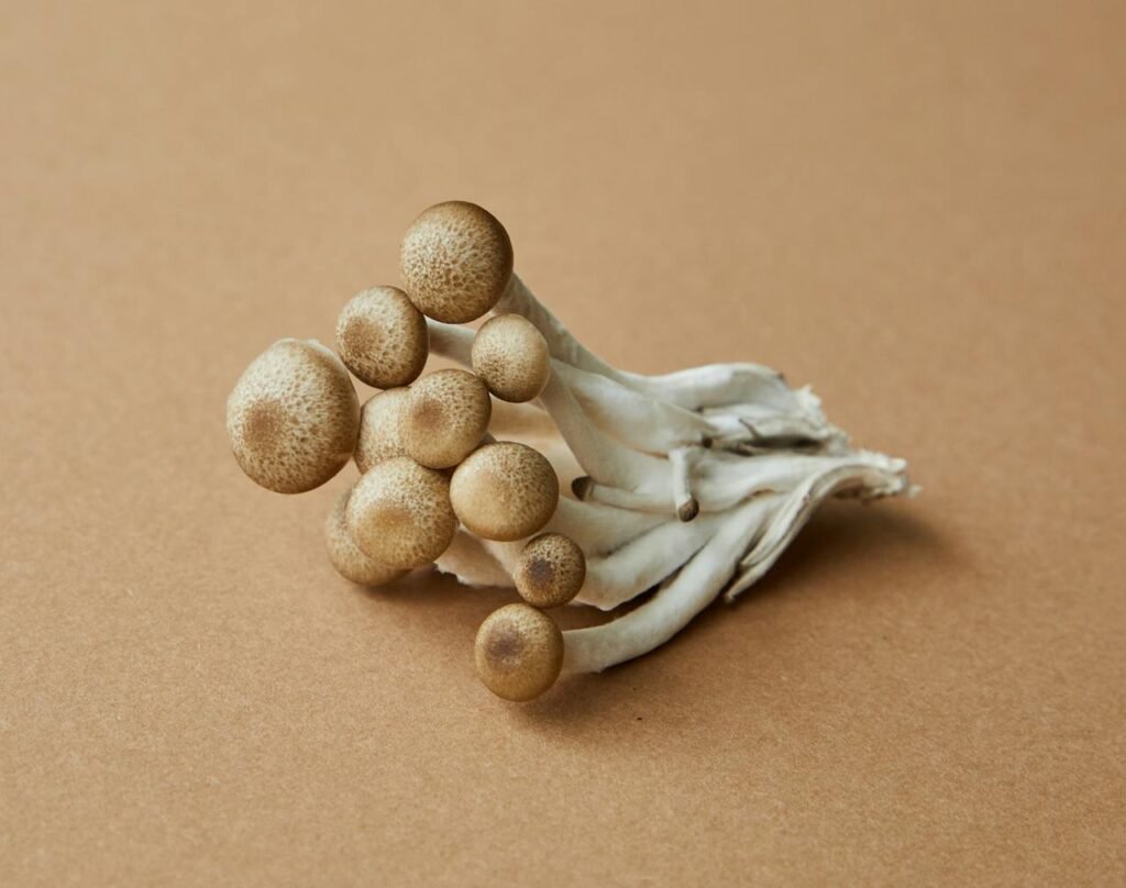 High angle of fresh uncooked edible light brown shimeji mushrooms on brown background